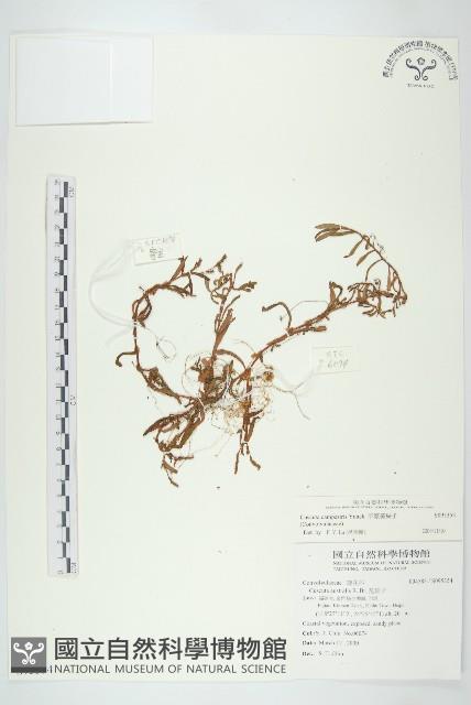 平原菟絲子藏品圖，第1張