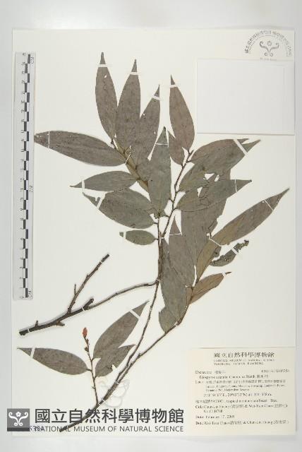 軟毛柿藏品圖，第1張