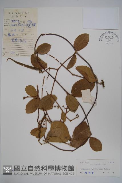 圓葉娃兒藤藏品圖，第1張