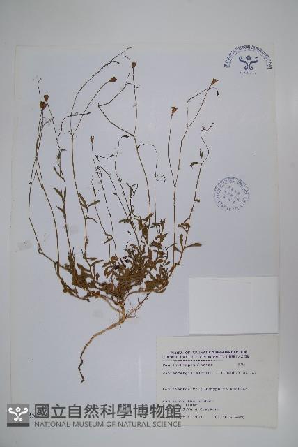 細葉蘭花參藏品圖，第1張