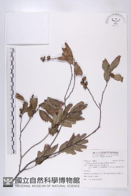 軟毛柿藏品圖，第1張