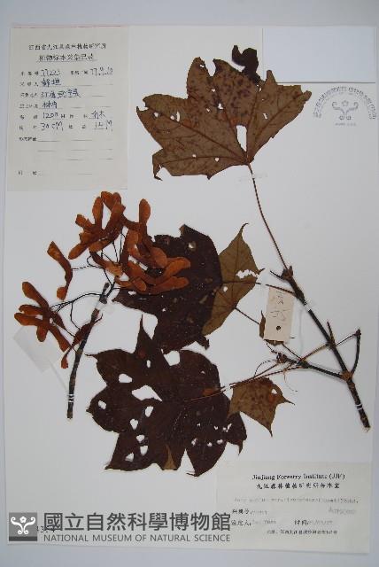 天台闊葉槭藏品圖，第1張