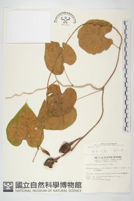 天茄兒藏品圖，第1張