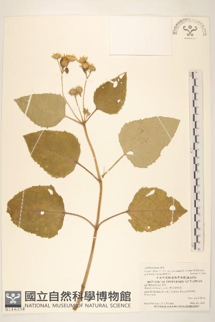 琉球蟛蜞菊藏品圖，第1張