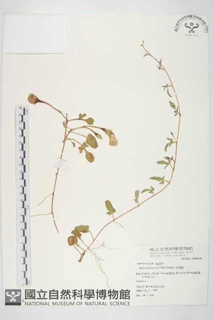 厚葉牽牛藏品圖，第1張