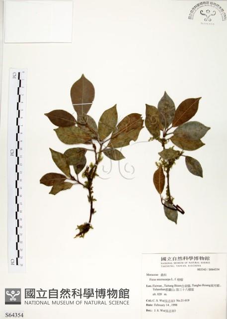 榕樹藏品圖，第1張