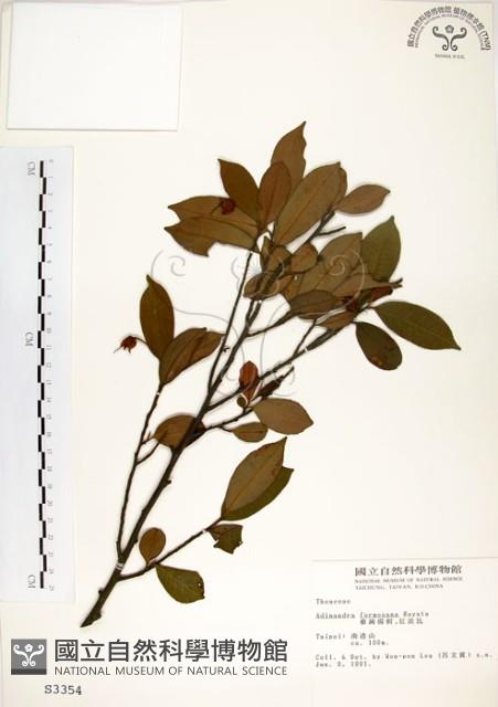 台灣楊桐藏品圖，第1張