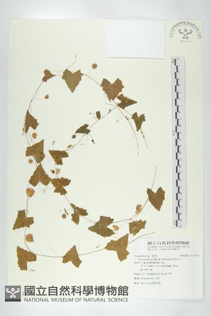 馬交兒藏品圖，第1張