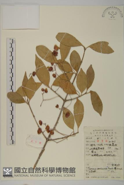 刺果衛矛藏品圖，第1張