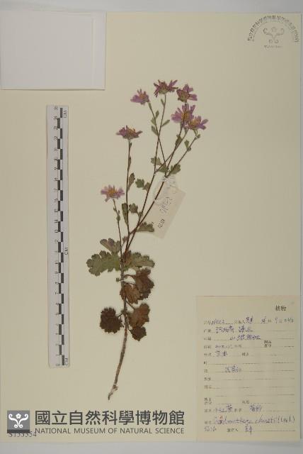 小紅菊藏品圖，第1張