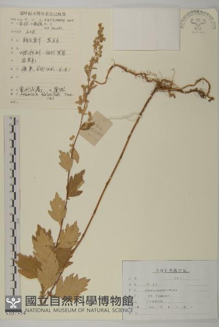 寬葉山蒿藏品圖，第1張