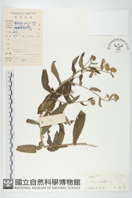 歐亞旋覆花藏品圖，第1張