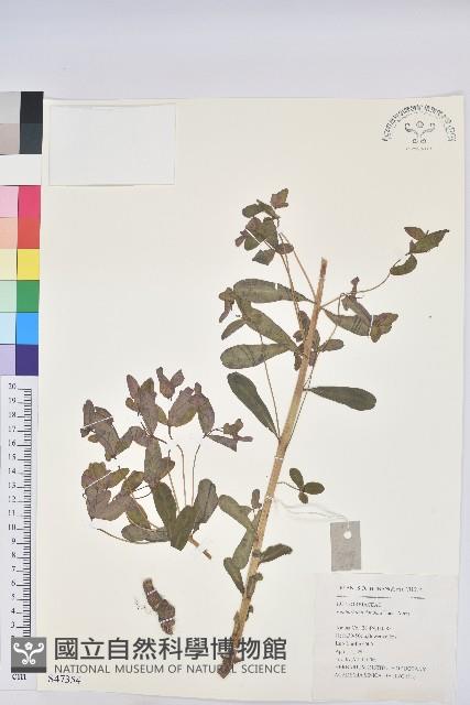 湖北大戟藏品圖，第1張