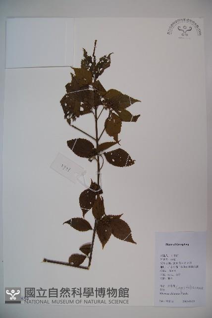 莢迷藏品圖，第1張