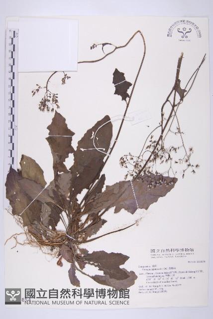 黃鵪菜藏品圖，第1張