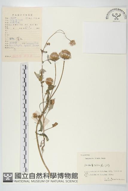 泥胡菜藏品圖，第1張