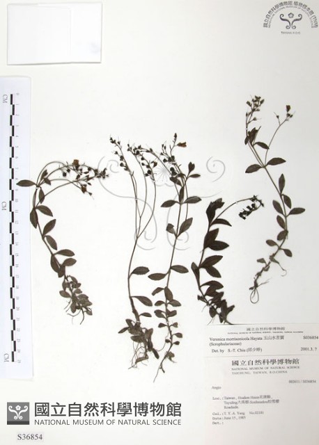 玉山水苦賈藏品圖，第1張