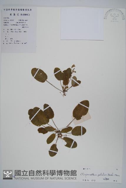 叉序草藏品圖，第1張