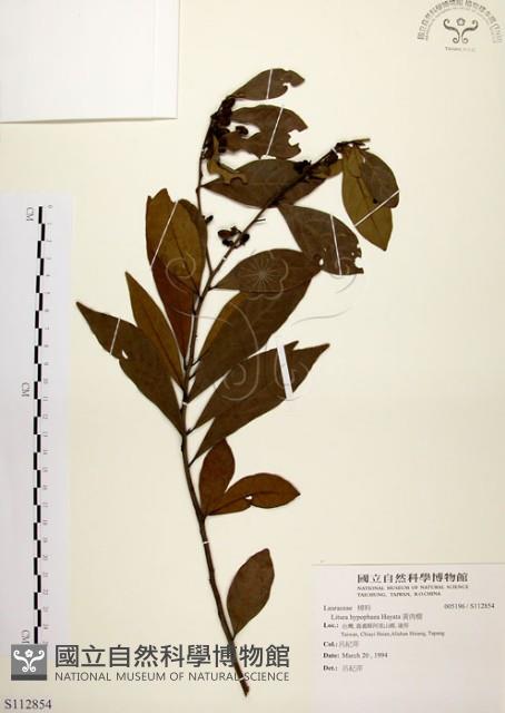 黃肉樹, 小梗木薑子藏品圖，第1張