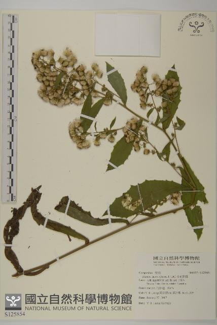 生毛將軍藏品圖，第1張