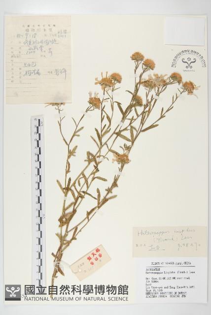 狗娃花藏品圖，第1張