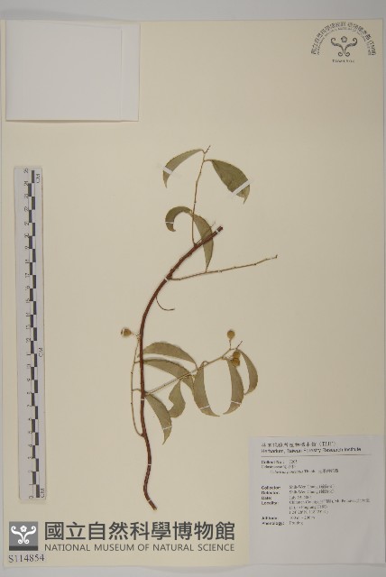 光果南蛇藤藏品圖，第1張