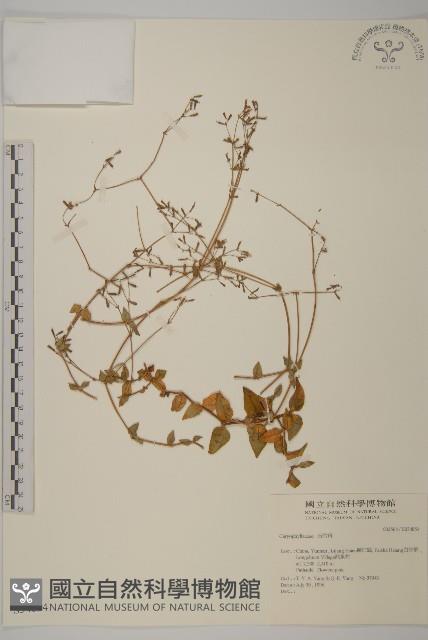 登錄號:S034854藏品圖，第1張