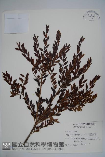 雲南冬青藏品圖，第1張