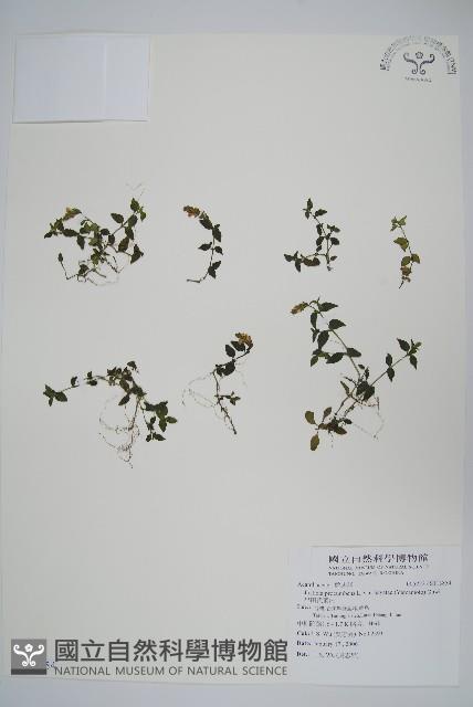 早田氏爵床藏品圖，第1張