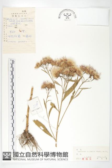 球花鳳毛菊藏品圖，第1張