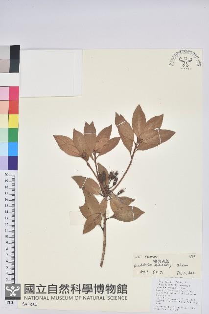 碟花杜鵑藏品圖，第1張