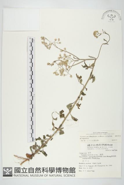 小花斑鳩菊藏品圖，第1張