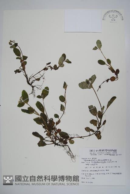 臺灣附地草藏品圖，第1張