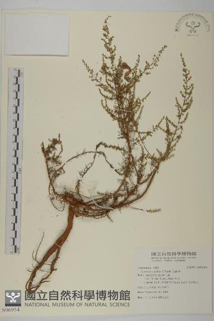 茵蔯蒿藏品圖，第1張