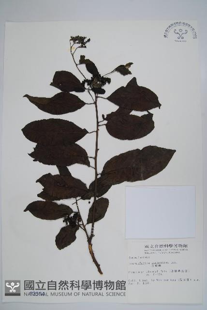 冷飯藤藏品圖，第1張