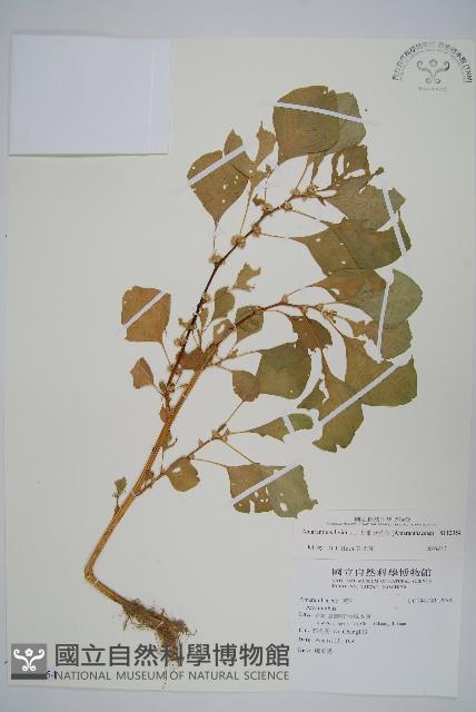 凹葉野莧菜藏品圖，第1張