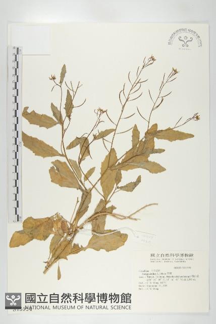 葶藶藏品圖，第1張