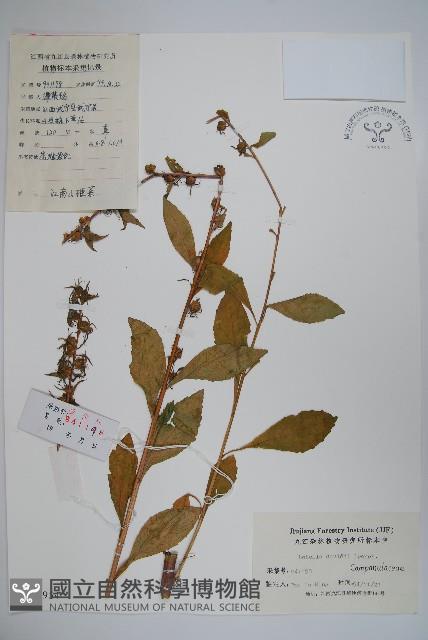 江南山梗菜藏品圖，第1張
