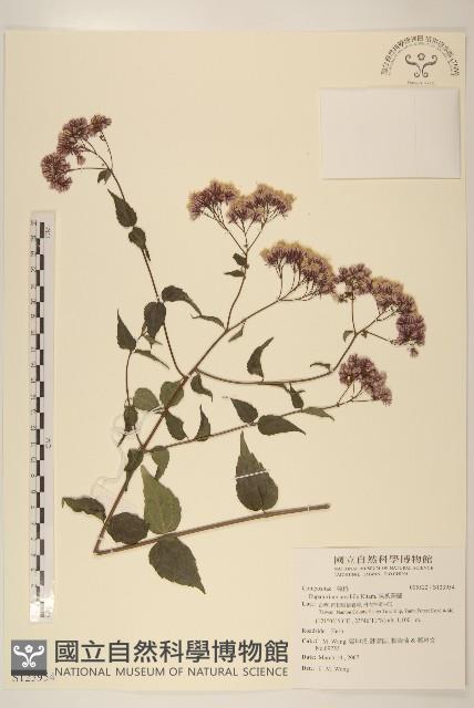 腺葉澤蘭藏品圖，第1張