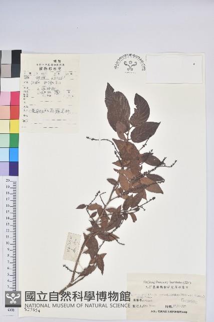 小果南燭藏品圖，第1張