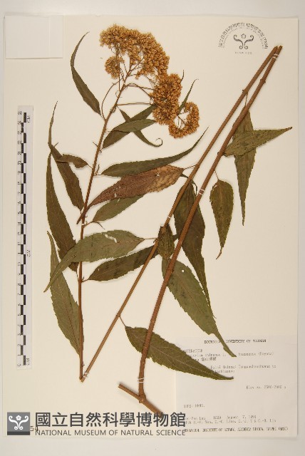 塔山澤蘭藏品圖，第1張