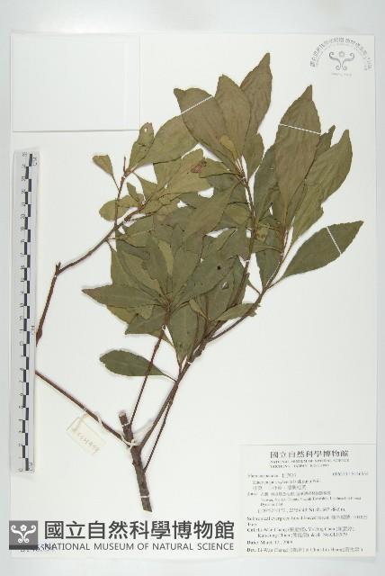 杜英、山杜英、蘭嶼杜英藏品圖，第1張