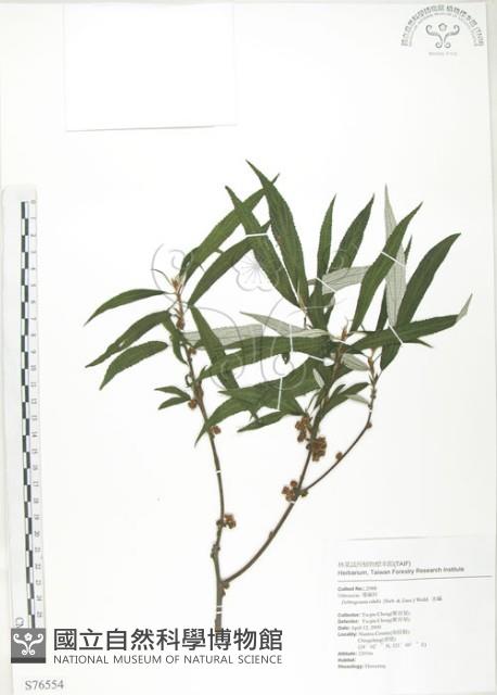 水麻藏品圖，第1張