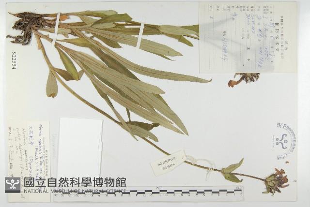 大花刺參藏品圖，第1張