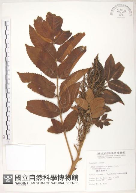 Accession Number:S002554 Collection Image