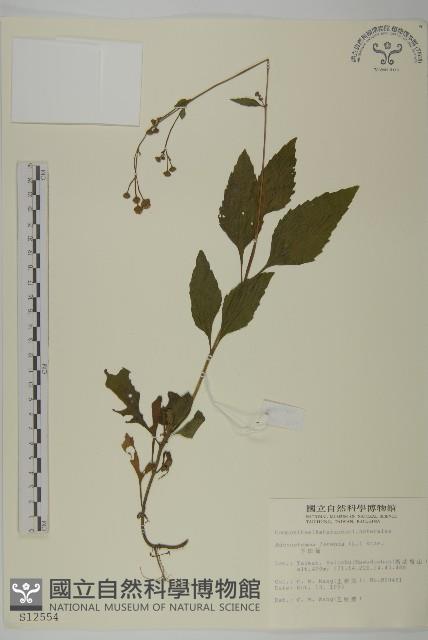 下田菊藏品圖，第1張