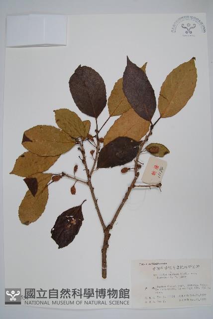 異色獼猴桃藏品圖，第1張