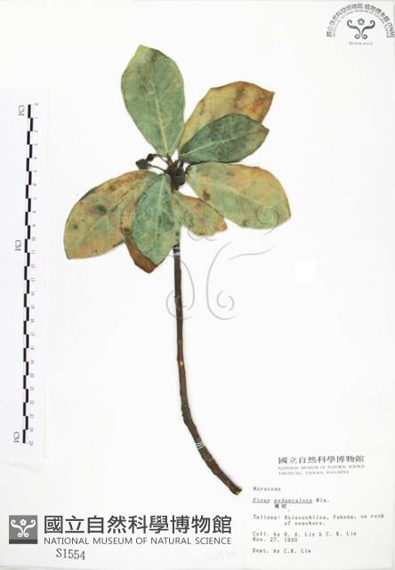 蔓榕藏品圖，第1張