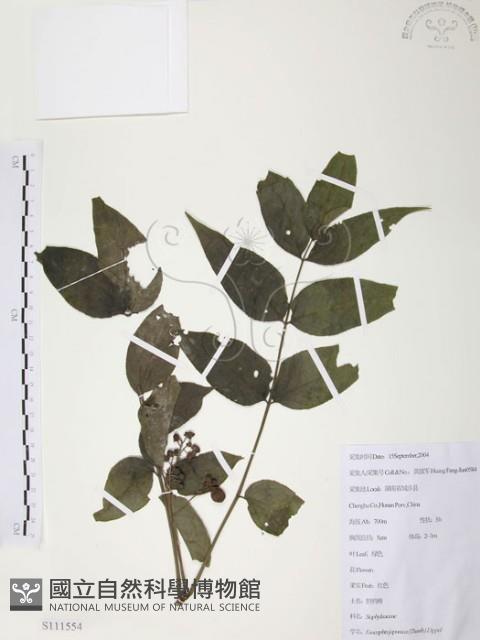 灰色木藍藏品圖，第1張