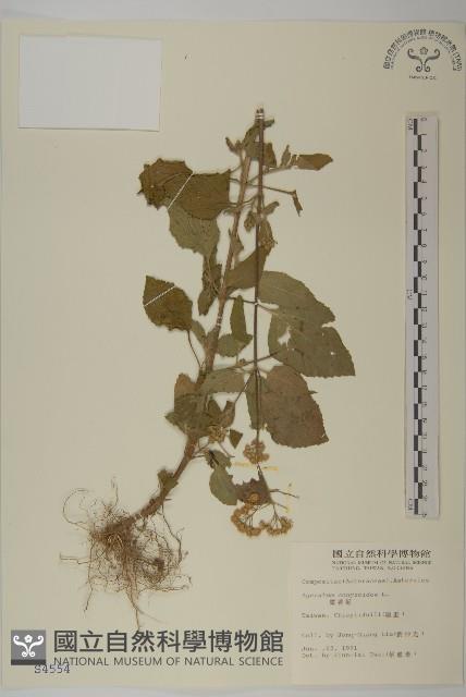 霍香薊藏品圖，第1張